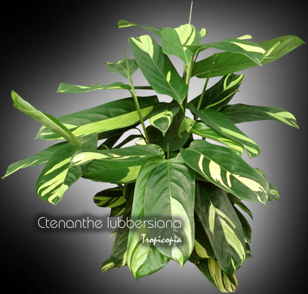 Foliage plant - Ctenanthe lubbersiana - Phrynium